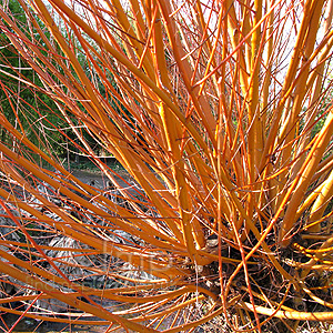 Salix alba - 'Britensis' (Scarlet Willow)