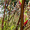 Salix fargesii