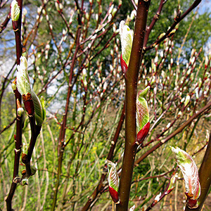 Salix fargesii