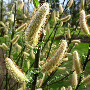 Salix hookeriana (Willow)