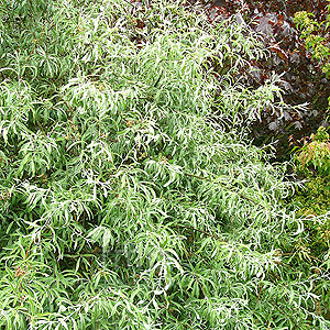 Salix caprea - 'Kilmarnock' (Dwarf Weeping Willow)
