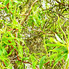 Salix babylonica - Tortuosa - Twisted Willow