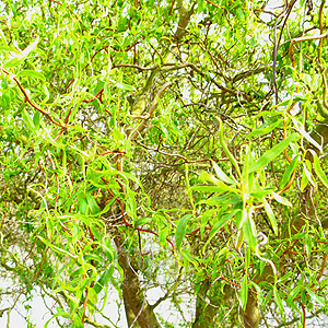 Salix babylonica - 'Tortuosa' (Twisted Willow)