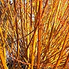 Salix alba - Vitellina - Golden Willow