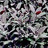 Salvia officinalis - Purpurascens - Purple Sage