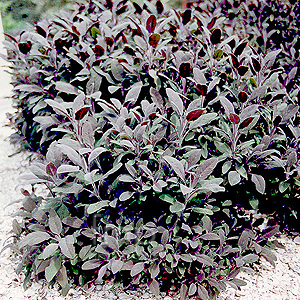 Salvia officinalis - 'Purpurascens' (Purple Sage)