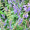 Salvia transsylvanica - Blue Spire