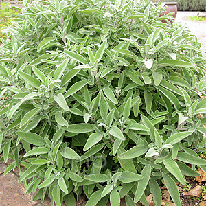 Salvia candelabrum (Salvia)