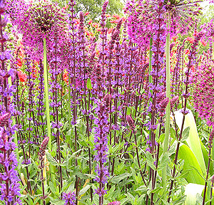 Salvia nemerosa - 'Caradonna'