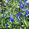 Salvia patens - Chilcombe - Gentian Sage