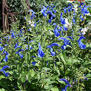 Salvia patens - 'Chilcombe' (Gentian Sage)