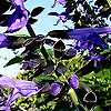 Salvia guaranitica - Black and Blue - Giant Sage