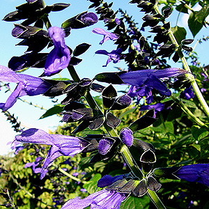 Salvia guaranitica - 'Black and Blue' (Giant Sage)