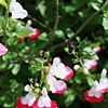 Salvia x jamensis - Hot Lips - Salvia
