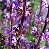 Salvia - Khaleghi - Sage