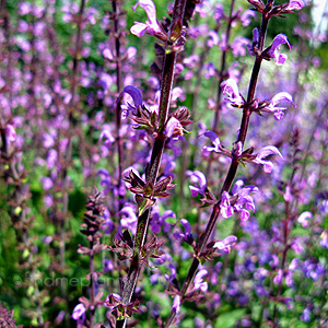 Salvia - 'Khaleghi' (Sage)