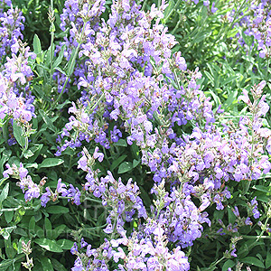 Salvia lavandulifolia (Salvia)