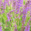 Salvia x sylvestris - Mainacht - Sage