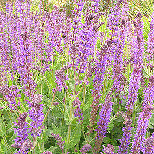 Salvia x sylvestris - 'Mainacht' (Sage)