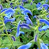 Salvia oceana - Blue Salsyll