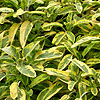 Salvia officinalis - Icterina - Tricolored Sage