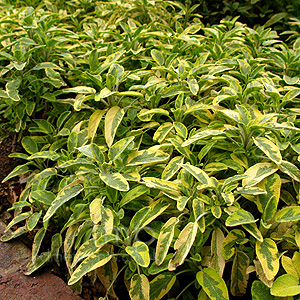 Salvia officinalis - 'Icterina' (Tricolored Sage)