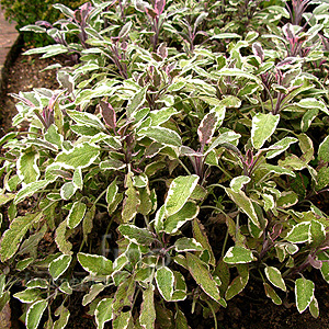 Salvia officinalis - 'Tricolor' (Variegated Sage)