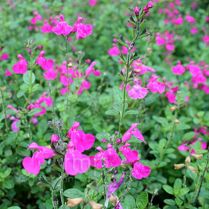 Salvia microphylla - 'Pink Blush' (Sage)