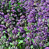 Salvia verticillata - Purple Rain - Sage