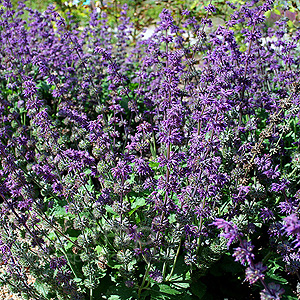 Salvia verticillata - 'Purple Rain' (Sage)