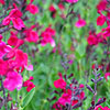 Salvia x jamensis - Raspberry Royal - Salvia
