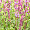 Salvia X sylvestris - Rugen - Salvia