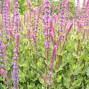 Salvia X sylvestris - 'Rugen' (Salvia)