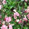 Salvia X jamensis - Sierra San Antonio - Salvia