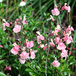 Salvia X jamensis - 'Sierra San Antonio' (Salvia)