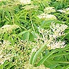 Sambucus formosana