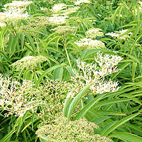 Sambucus formosana