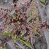 Sambucus nigra - Black Beauty - Purple Elder