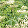 Sambucus formosana