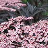 Sambucus nigra - Eva - Purple leaved elder