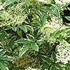 Sambucus nigra - Variegata - Variegated Elder