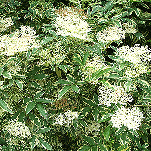 Sambucus nigra - 'Variegata' (Variegated Elder)