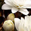 Sanguinaria canadensis - Multiplex