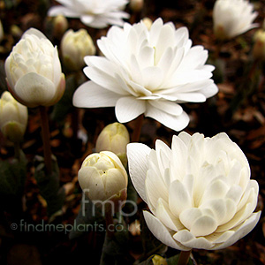 Sanguinaria canadensis - 'Multiplex'