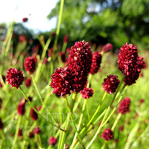 Sanguisorbia officinalis (Sanguisorbia)