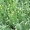 Santolina chamaecyparissus - Coton Lavender