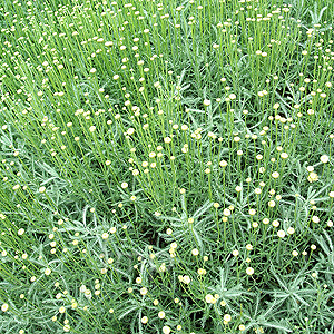 Santolina chamaecyparissus (Coton Lavender)