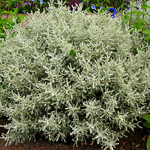 Santolina chamaecyparissus - 'Lambrook Silver' (Santolina,  Cotton Lavender)