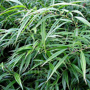 Sarcococca saligna (Willow Leaved Sweet Box)