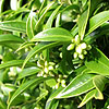 Sarcococca ruscrifolia - Chinensis - Sweet Box, Sarcocca